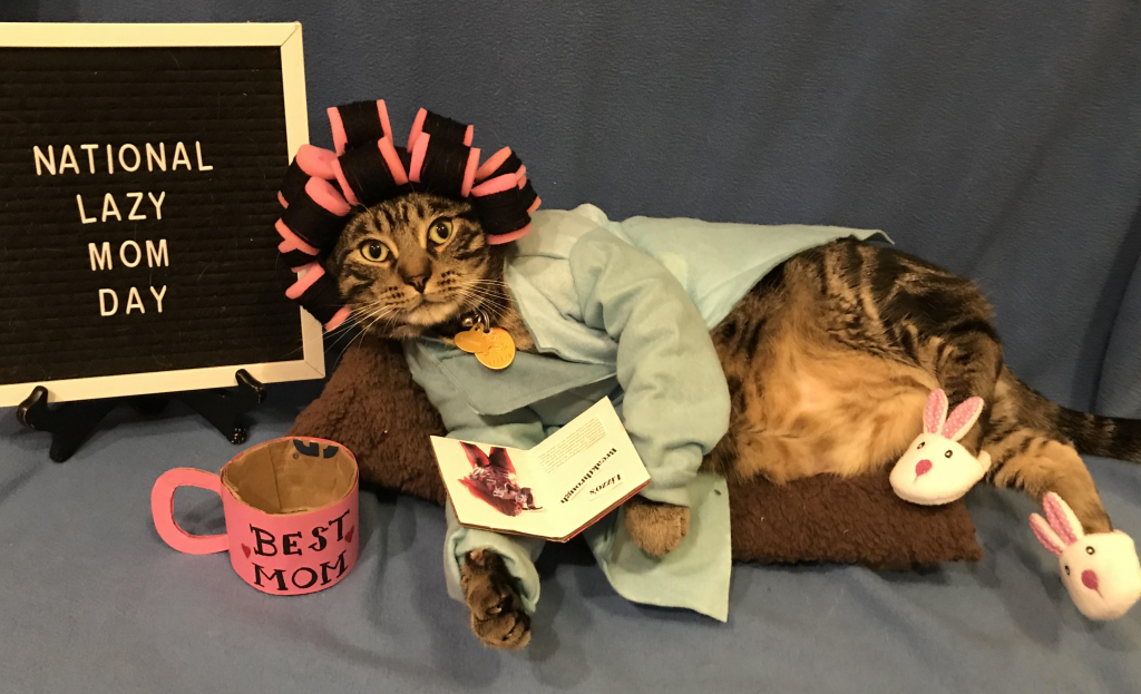 Sly James, the cat, dresses as Kansas City Chiefs quarterback