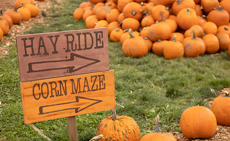 carolyn's pumpkin patch in liberty missouri