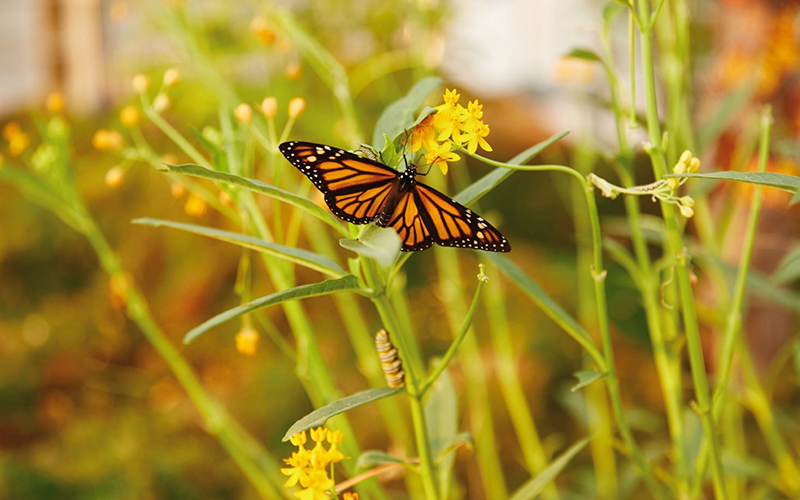 A Multicultural Festival of Butterflies at Powell Gardens IN Kansas