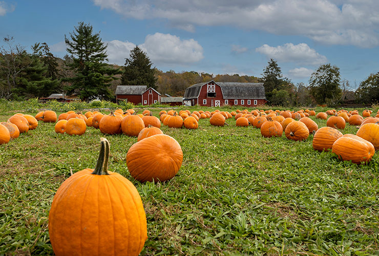 are dogs allowed at carolyns pumpkin farm